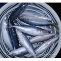 Frozen Pacific Mackerel Fish 250-300G 100%NW